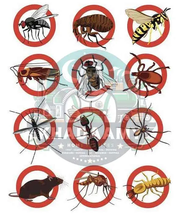 شركة مكافحة و ابادة حشرات في المقطم