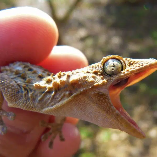 مكافحة و ابادة الابراص